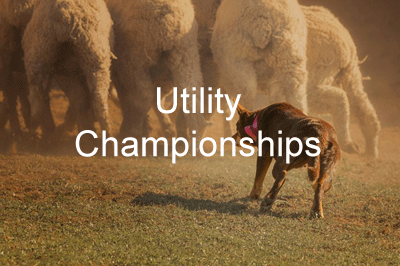 Utility Championships